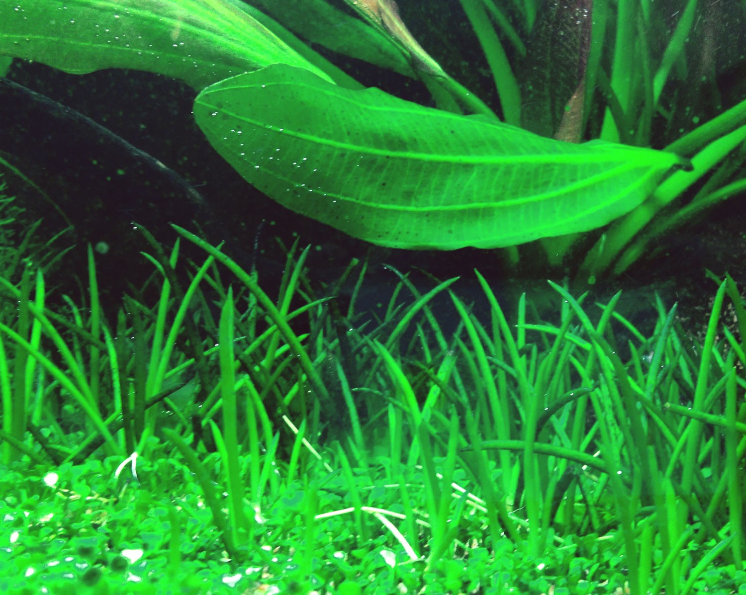 Littorella uniflora (Shoreweed)